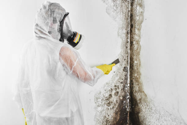 Best Kitchen Mold Remediation in Sandstone, MN