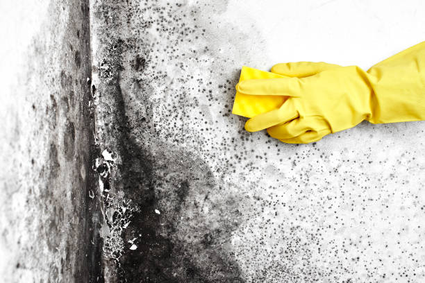 Best Attic Mold Remediation in Sandstone, MN