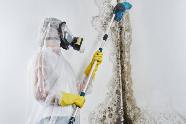 Best Mold Remediation for Schools in Sandstone, MN