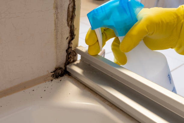 Best HVAC Mold Remediation in Sandstone, MN