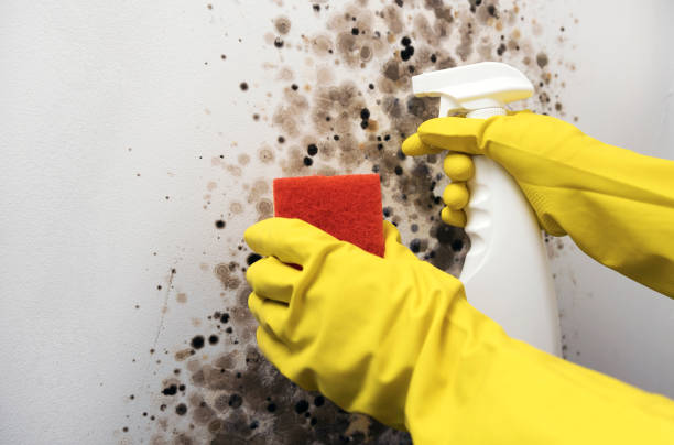 Best Residential Mold Remediation in Sandstone, MN