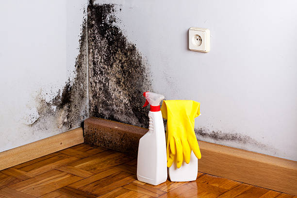 Best Preventive Mold Services in Sandstone, MN